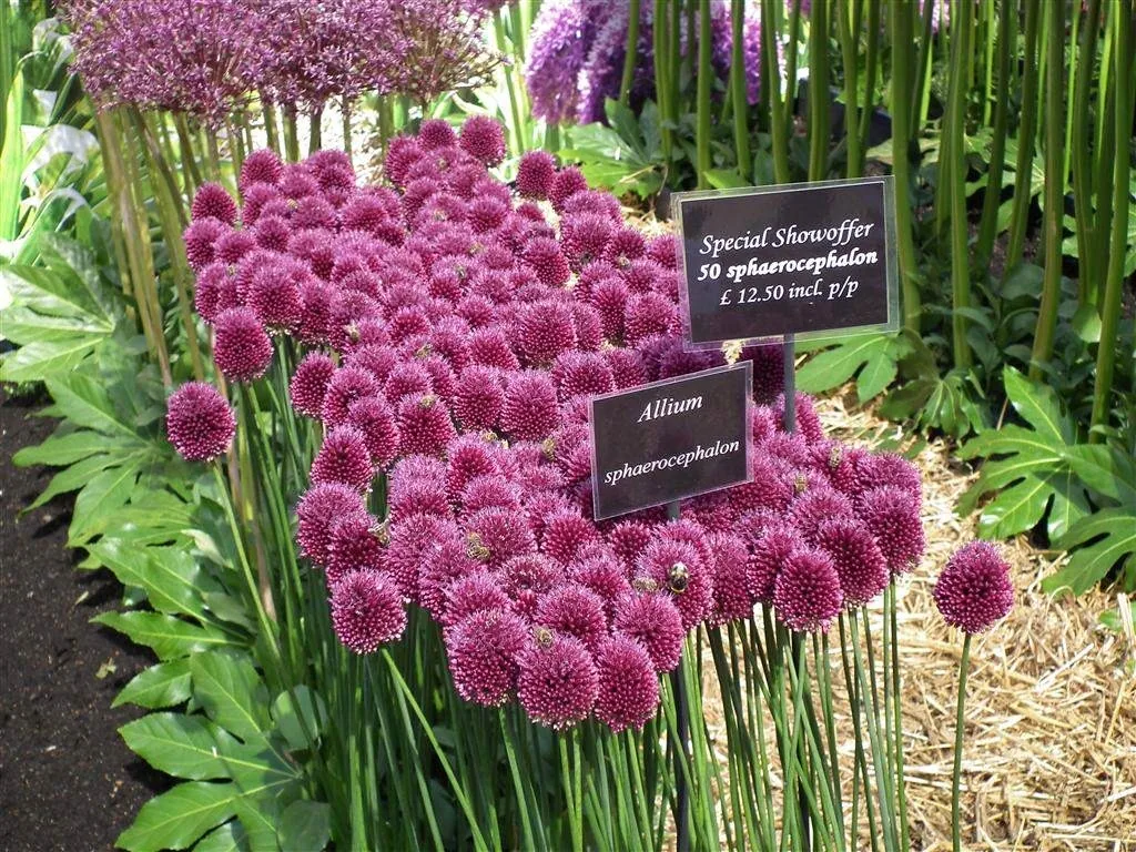 The park area busy bees on alliums by warmenhoven 1